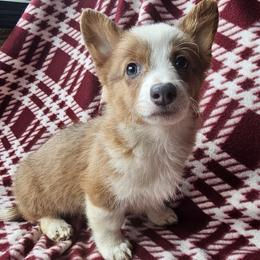 Raphael - Red male Pembroke Welsh Corgi puppy in Castle Rock, Washington from Heckman Corgis