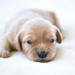 Finn - Apricot male Cavapoo puppy in Lawton, Oklahoma from Lindsey’s Cavies