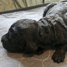 Calvin - Black male Goldendoodle puppy in Kansas City, Missouri from Poppy's Doodles