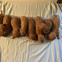 Goldendoodle puppies from Adirondack Labradoodles
