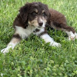 Aussiedoodle Puppies from A Dose Of Doodle
