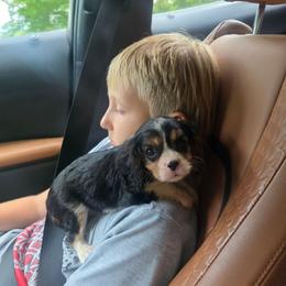 Philia - Tri-color male Cavalier King Charles Spaniel puppy in Springfield, Missouri from Caney Mountain Cavaliers LLC