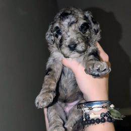 Neville - Blue merle male Sheepadoodle puppy in Austin, Texas from Darling Doodles
