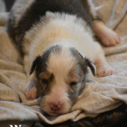 Wyonna- Silver collar - Sable merle and white female Shetland Sheepdog puppy in Gladbrook, Iowa from T Triple C Shelties