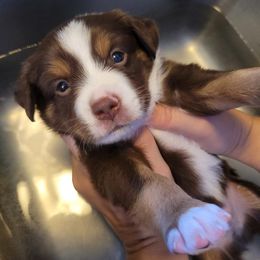 Lassie - Red male Miniature American Shepherd puppy in Troy, Ohio from Wiggle Wags Miniature American Shepherds