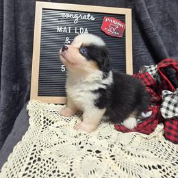 3 white collar girl - Black and tan female Pembroke Welsh Corgi puppy in Harrisburg, Illinois from Parish Corgis