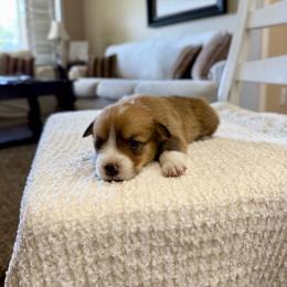 Paige - Red female Pembroke Welsh Corgi puppy in Payson, Utah from Spring Creek Aussies + Corgis