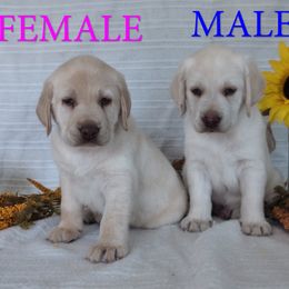 Labrador Retriever puppies from AKC White English Labrador Pups