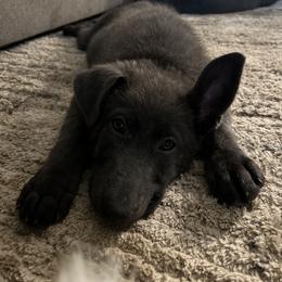 German Shepherd Puppies from Legacy K9’s