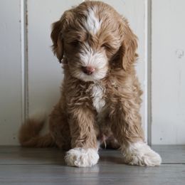 Double Doodle and Goldendoodle Puppies from Emma Lee Doodles
