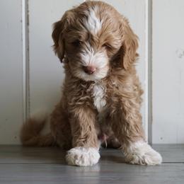 Double Doodle and Goldendoodle Puppies from Emma Lee Doodles