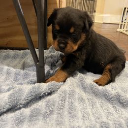 Pink - Black and rust female Rottweiler puppy in Oakland, Tennessee from House of Blu