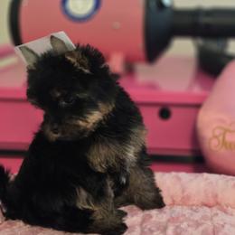 Little Naiomi - Black and tan female Yorkshire Terrier puppy in Kissimmee, Florida from Twilights Yorkies FL