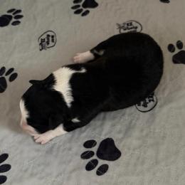 Nutmeg - Black and white female Border Collie puppy in Lakeview, Michigan from Haven Creek Farm