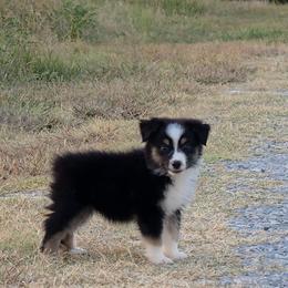 Lena - Black tri female Miniature Australian Shepherd puppy in Leonard, Texas from Tin Roof Aussies