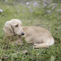 Ranger - Cream male Dachshund puppy in Danbury, New Hampshire from Maplewood Mountain Farm