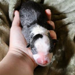 Boy 6 - male Australian Shepherd puppy in Brooker, Florida from The Great Bambino SunState Aussies!