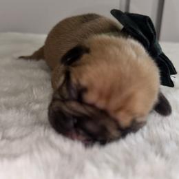French Bulldog Puppies from jack & Ruby's Frenchies