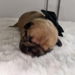 French Bulldog Puppies from jack & Ruby's Frenchies