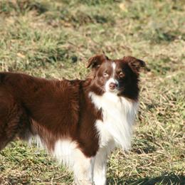 Rusty - Miniature Australian Shepherd