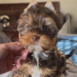 Chocolate  tan female Yorkie - Chocolate and tan female Yorkshire Terrier puppy in Des Moines, Iowa from Diamond Yorkshire Terriers