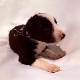 Skye - Tri-color female Border Collie puppy in Paris, Texas from Broadmoor Farm