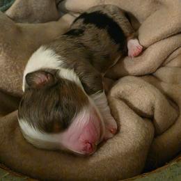 Rayne - Blue merle female Miniature American Shepherd puppy in Bristol, Tennessee from Riverstone Aussies