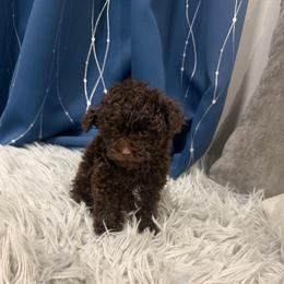 Mocha - Brown male Poodle puppy in Poplarville, Mississippi from Southern Belle Poodles