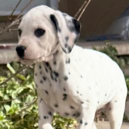 Lucas - White and black male Dalmatian puppy in Albuquerque, New Mexico from Storm & Blue's Dalmatian Pups