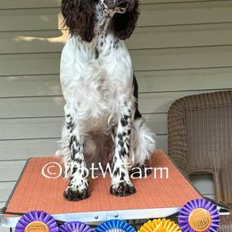 English Springer Spaniels from Feathers on the Wind Farm