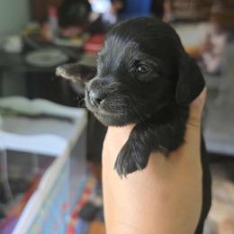 Lime Green collar - Brindle female Dachshund puppy in Lake View, Alabama from Brandys Pups