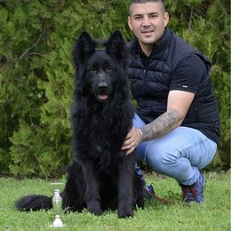 Black Rose - German Shepherd