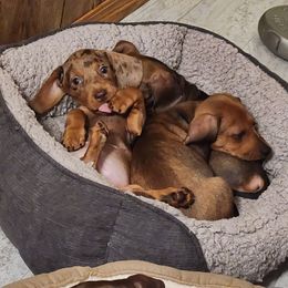 Dachshund Puppies from Blue Mist Dachshunds
