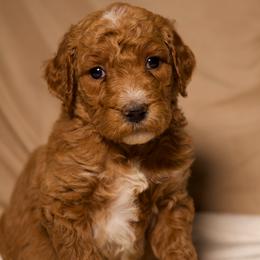 Lovie (Yellow Collar) - Cream female Goldendoodle puppy in Palmetto Bay, Florida from SOMIDOODLES