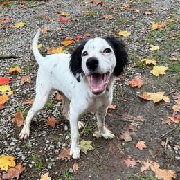 Lennon - Blue belton and tan (tri-color) male English Setter puppy in Rogers, Ohio from StoneyBrook Setters