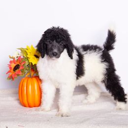 Oliver - Parti male Poodle puppy in Meadowbrook, California from Standard Poodle Pups