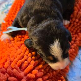 Blue - Black rust and white female Bernese Mountain Dog puppy in Auburn, Washington from MSM Bernese Mountain Dogs