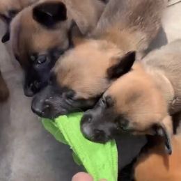 Belgian Malinois, Bull Terrier, and Dutch Shepherd Puppies from ROSC K9