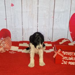 Poodle Puppies from Caboodles of Poodles