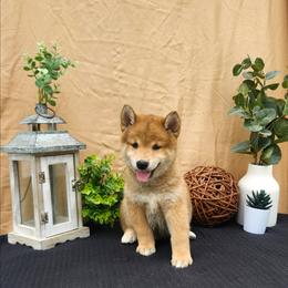 Leo - Sesame male Shiba Inu puppy in Illinois from Precious-Puppies
