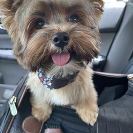 Yorkshire Terrier Puppies from For The Love of Yorkies Texas