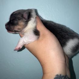 Bumble - Blue and tan male Pomeranian puppy in Fredericksburg, Virginia from Designer Dog Society