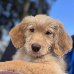 Werthers - Red  male Goldendoodle puppy in Tybee Island, Georgia from Castaway Doodles