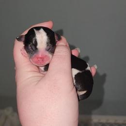Theodore - Black and white male Chihuahua puppy in Ashtabula, Ohio from Paw's & Awe's Chihuahuas