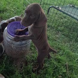 D2 - Liver female German Shorthaired Pointer puppy in Mechanicsville, Iowa from Apple River Working Dogs