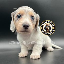 Glory - Dapple female Dachshund puppy in Houston, Texas from Texas Regal Dachshunds LLC