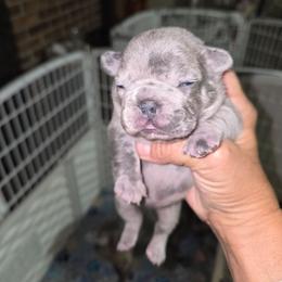 Blue with white on head and chest - Blue female French Bulldog puppy in Summerville, Georgia from R&J Frenchie