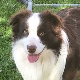 Rudy  - Miniature American Shepherd