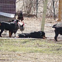 Rottweiler and Shetland Sheepdog Puppies from Mountain High Kennels