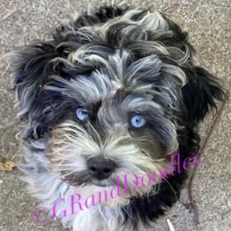 Maizie - Aussiedoodle